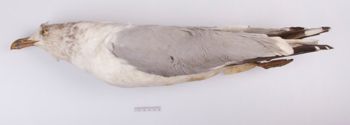 Media type: image;   Ornithology 41601